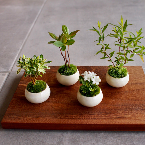 一才カマツカ｜西洋カマツカ｜ミニミニ盆栽｜bonsai 盆栽 bonsaikiki