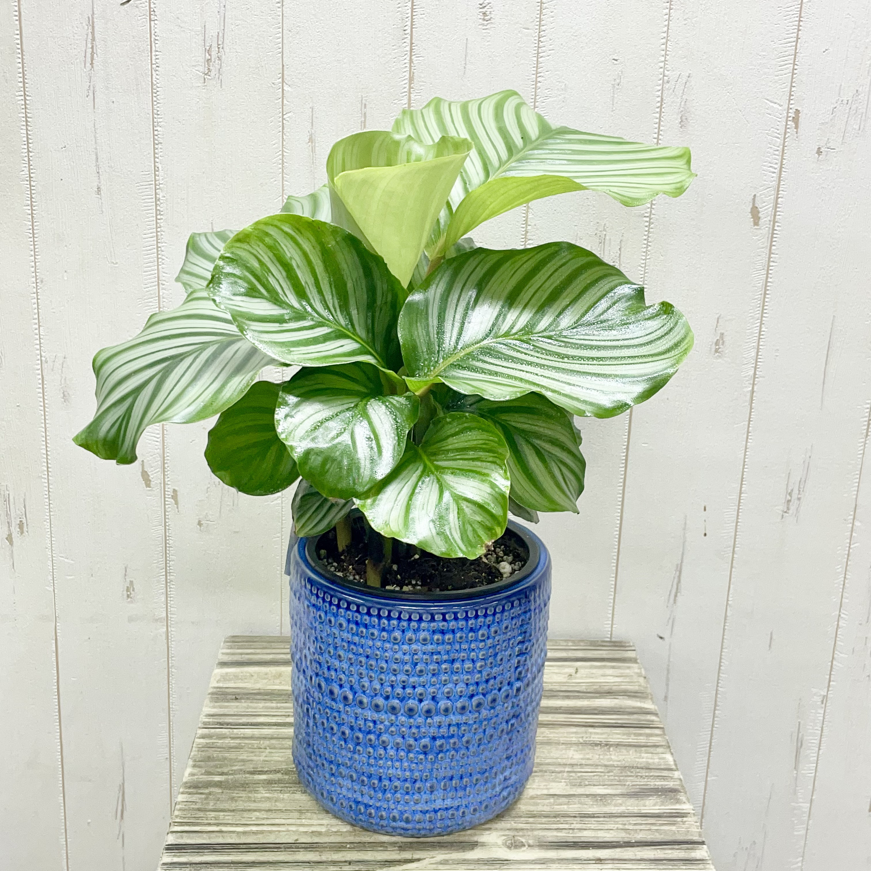 クテナンテ セトサ ファイバー鉢 お皿付き クテナンテ セトサ ファイバー鉢 お皿付き クテナンテ セトサ