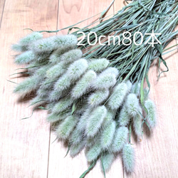 ドライフラワー ラグラス高性オバタス 20cm80本 ドライフラワー Fine