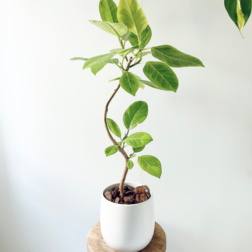 観葉植物】フィカス・アルテシーマ 受皿付