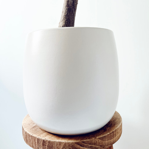 希少 パキラ レモンライム 接木 陶器鉢 オストボール マット 受皿付