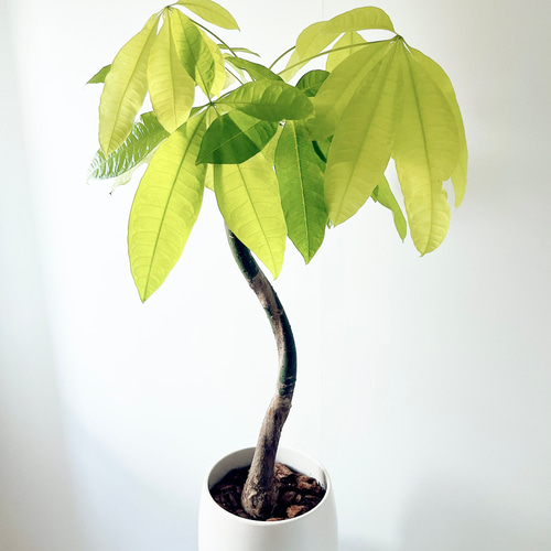 パキラ レモンライム 接木 ③パキラ 二股 ミルキーウェイ＆レモン