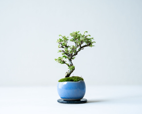 大品盆栽飾り台　ケヤキ玉目 金芽ケヤキ｜淡藤のうつわ 盆栽 Sekibokka 通販 19349072｜Creema