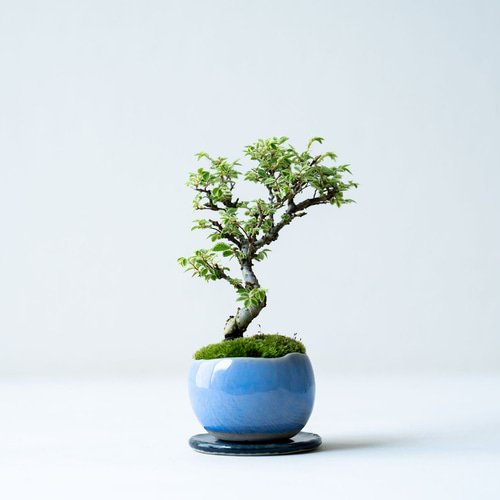 金芽ケヤキ｜淡藤のうつわ 盆栽 Sekibokka 通販 19349072｜Creema