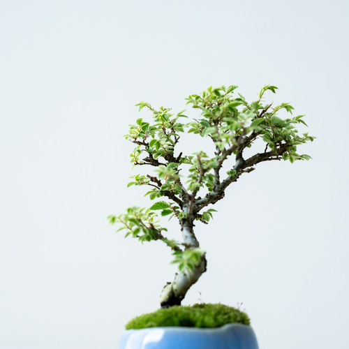 金芽ケヤキ｜淡藤のうつわ 盆栽 Sekibokka 通販 19349072｜Creema