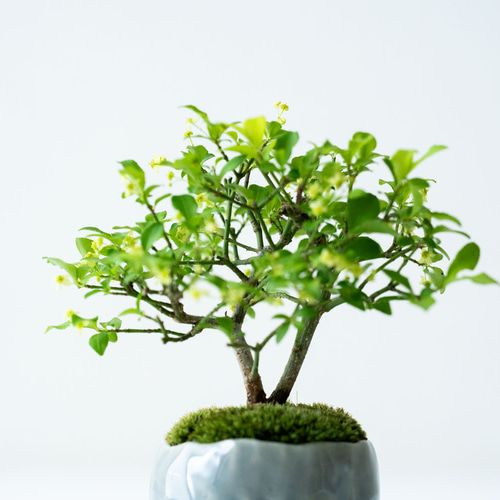 コマユミ｜青銀のうつわ 盆栽 Sekibokka 通販 19349168｜Creema(クリーマ)