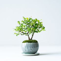 コマユミ 盆栽 コマユミ｜青銀のうつわ 盆栽 Sekibokka 通販 19349168｜Creema(クリーマ)