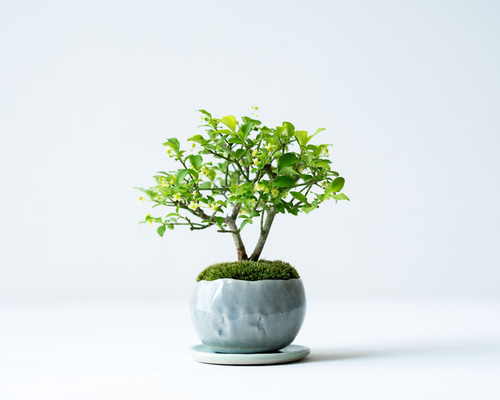 コマユミ｜青銀のうつわ 盆栽 Sekibokka 通販 19349168｜Creema(クリーマ)