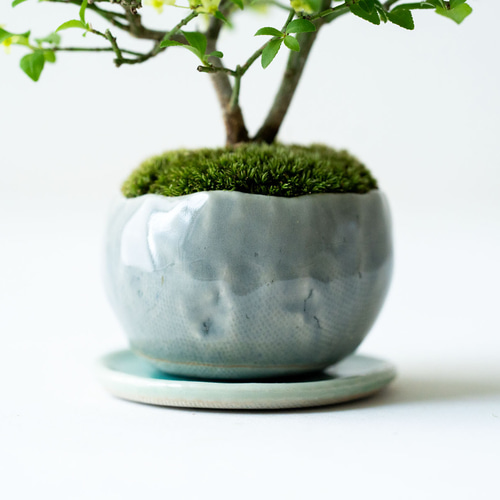 コマユミ 盆栽 紅葉 が始まっています😊 #コマユミ 🌿🌿🌿🌿🌿 盆栽を一緒に楽しく