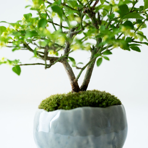 コマユミ｜青銀のうつわ 盆栽 Sekibokka 通販 19349168｜Creema(クリーマ)