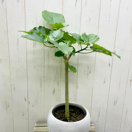 【NEW限定品】 フィカス・ウンベラータ｜やさしい葉とまっすぐな幹・セメント鉢 その他観葉植物