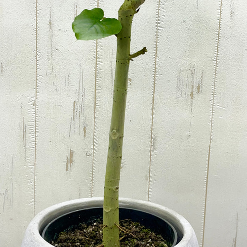 フィカス・ウンベラータ｜やさしい葉とまっすぐな幹・セメント鉢カバー