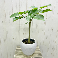フィカス・ウンベラータ｜やさしい葉とまっすぐな幹・セメント鉢カバー