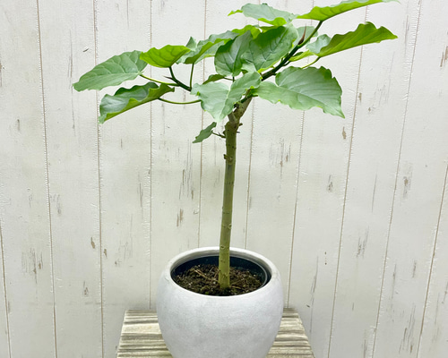 人気商品の再入荷情報をお届け！ d8aacbc4597ef98c0a2504d9e55226 その他観葉植物