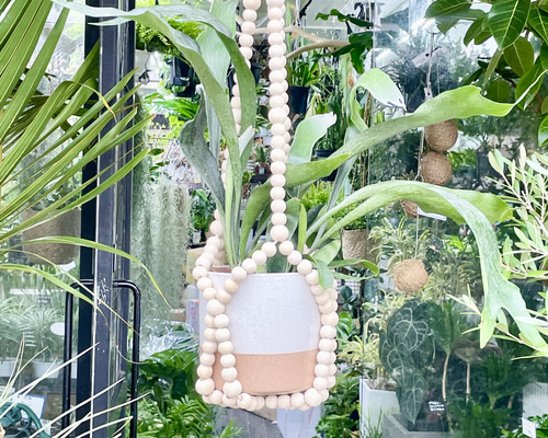 ビカクシダ（コウモリラン）×セラミック鉢セット ウッドビーズプラント