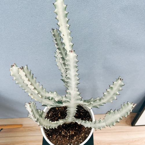 現品］【希少】1番 ユーフォルビア ホワイトゴースト 7号 観葉植物
