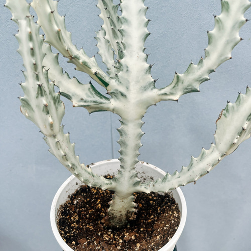 現品］【希少】1番 ユーフォルビア ホワイトゴースト 7号 観葉植物