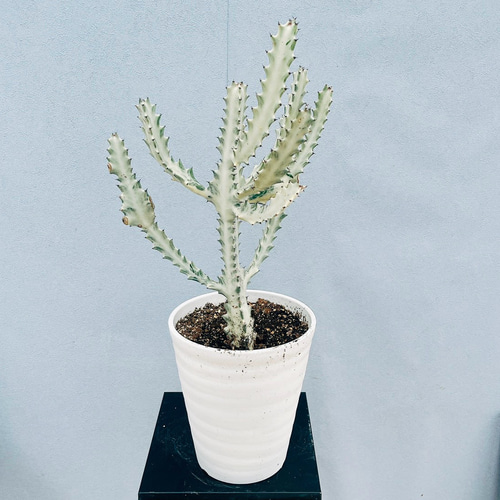 現品］【希少】1番 ユーフォルビア ホワイトゴースト 7号 観葉植物