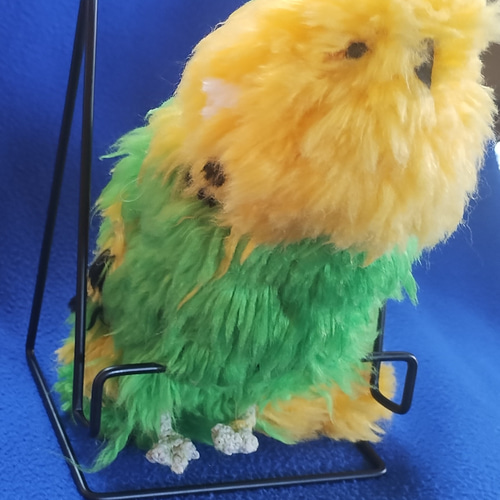 せきせいいんこ セキセイインコ - Wikipedia