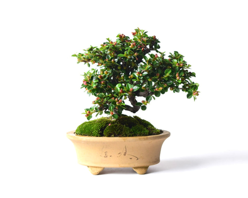 No.007【盆栽】岩付きベニシタン No.007【盆栽】岩付きベニシタン - メルカリ