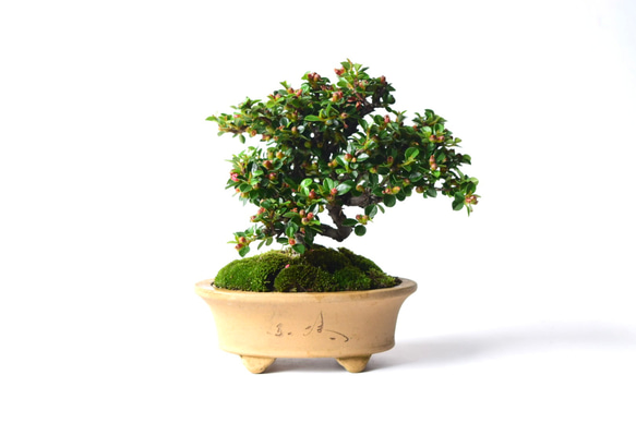 赤い人工盆栽 中型 モダン Amazon｜人工観葉植物 盆栽 中国人工木盆栽オフィスシミュレーション