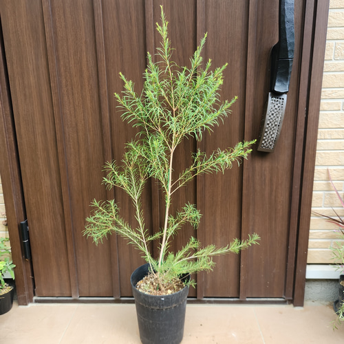 再販 メラレウカ メディカルティーツリー 鉢植え 苗 盆栽 fleurir