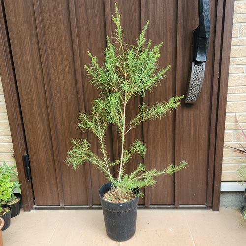 再販 メラレウカ メディカルティーツリー 鉢植え 苗 盆栽 fleurir