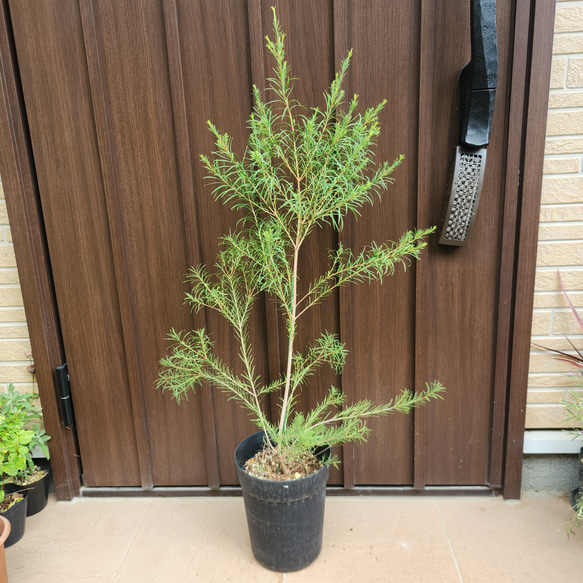 再販 メラレウカ メディカルティーツリー 鉢植え 苗 盆栽 fleurir