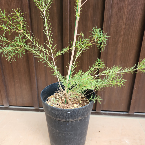 再販 メラレウカ メディカルティーツリー 鉢植え 苗 盆栽 fleurir