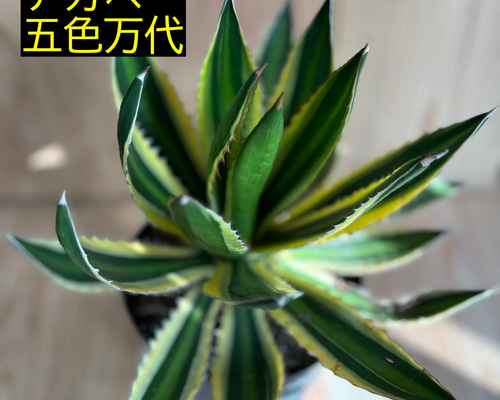 アガベ 五色万代 幼苗 1株 その他インテリア雑貨 ちわひろ 通販