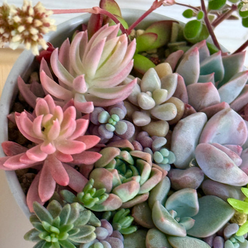 カメレオン錦、ミモザ錦入り♡⃛気まぐれ寄せ植え＊多肉植物＊鉢ごと