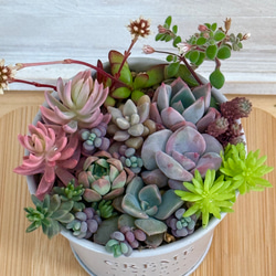 カメレオン錦、ミモザ錦入り♡⃛気まぐれ寄せ植え＊多肉植物＊鉢ごと