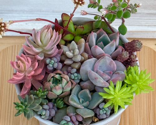 カメレオン錦、ミモザ錦入り♡⃛気まぐれ寄せ植え＊多肉植物＊鉢ごと