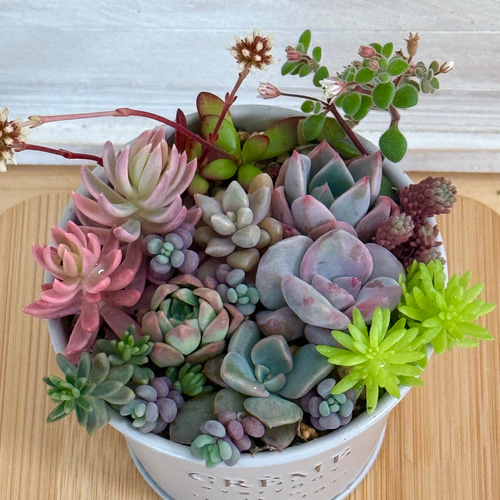 カメレオン錦、ミモザ錦入り♡⃛気まぐれ寄せ植え＊多肉植物＊鉢ごと