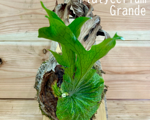 ビカクシダ(コウモリラン) グランデ 天然木板付け品 その他インテリア