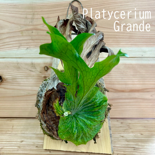 ビカクシダ(コウモリラン) グランデ 天然木板付け品 その他インテリア