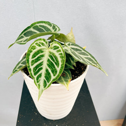 現品］【希少】R アンスリウム クリスタリナムcultivar 観葉植物 室内