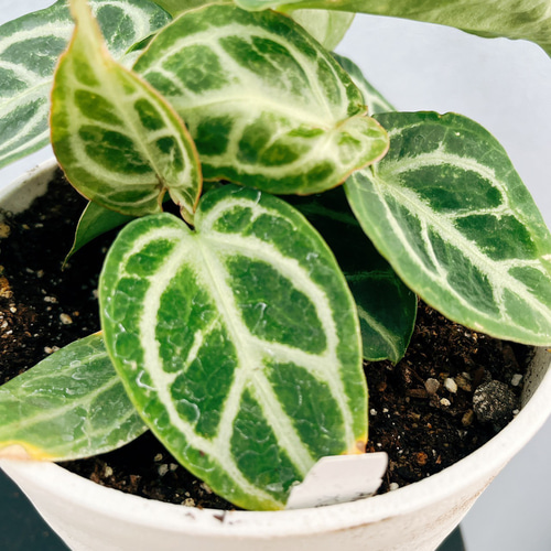 【レア】 アンスリウム　クリスタリナム　ミント　斑入り 現品］【希少】R アンスリウム クリスタリナムcultivar 観葉植物 室内