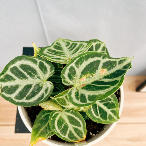 現品］【希少】R アンスリウム クリスタリナムcultivar 観葉植物 室内