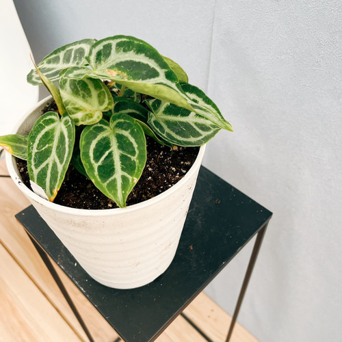 現品］【希少】R アンスリウム クリスタリナムcultivar 観葉植物 室内