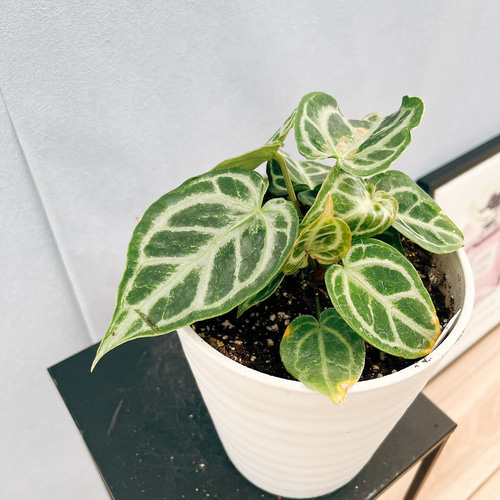 現品］【希少】R アンスリウム クリスタリナムcultivar 観葉植物 室内