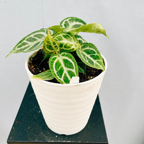 現品］【希少】R アンスリウム クリスタリナムcultivar 観葉植物 室内