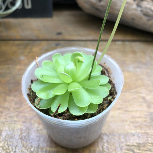 sumire様 確認用 8号鉢 観葉 植物 鉢 カバー