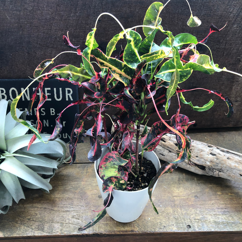【大型♥3株】クロトン トビハ 飛び葉 クロトン：トビハ(飛び葉) 6号鉢植え の通販 | 園芸ネット