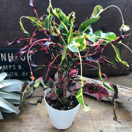 トビハ クロトン♡飛び葉♡希少♡クロトン♡観葉植物♡飛び跳ねる