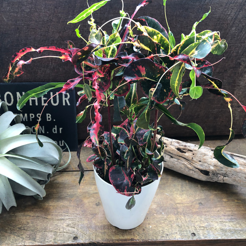 【大型♥3株】クロトン トビハ 飛び葉 大型♥3株】クロトン トビハ 飛び葉