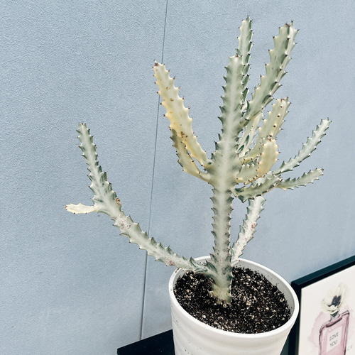 ［現品］【希少】2番　ユーフォルビア　ホワイトゴースト　7号　観葉植物　レア 現品］【希少】2番 ユーフォルビア ホワイトゴースト 7号 観葉