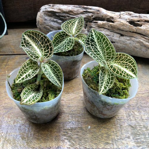 トリカラー♡ルディシア♡ジュエルオーキッド♡宝石蘭 アートフラワー