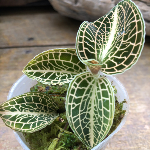 トリカラー♡ルディシア♡ジュエルオーキッド♡宝石蘭 アートフラワー