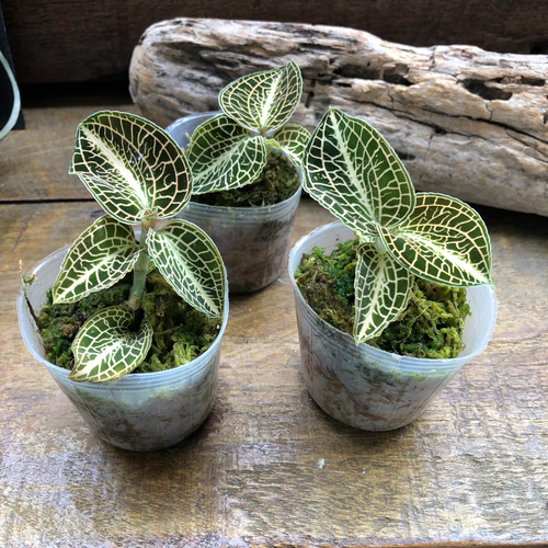 トリカラー♡ルディシア♡ジュエルオーキッド♡宝石蘭 アートフラワー
